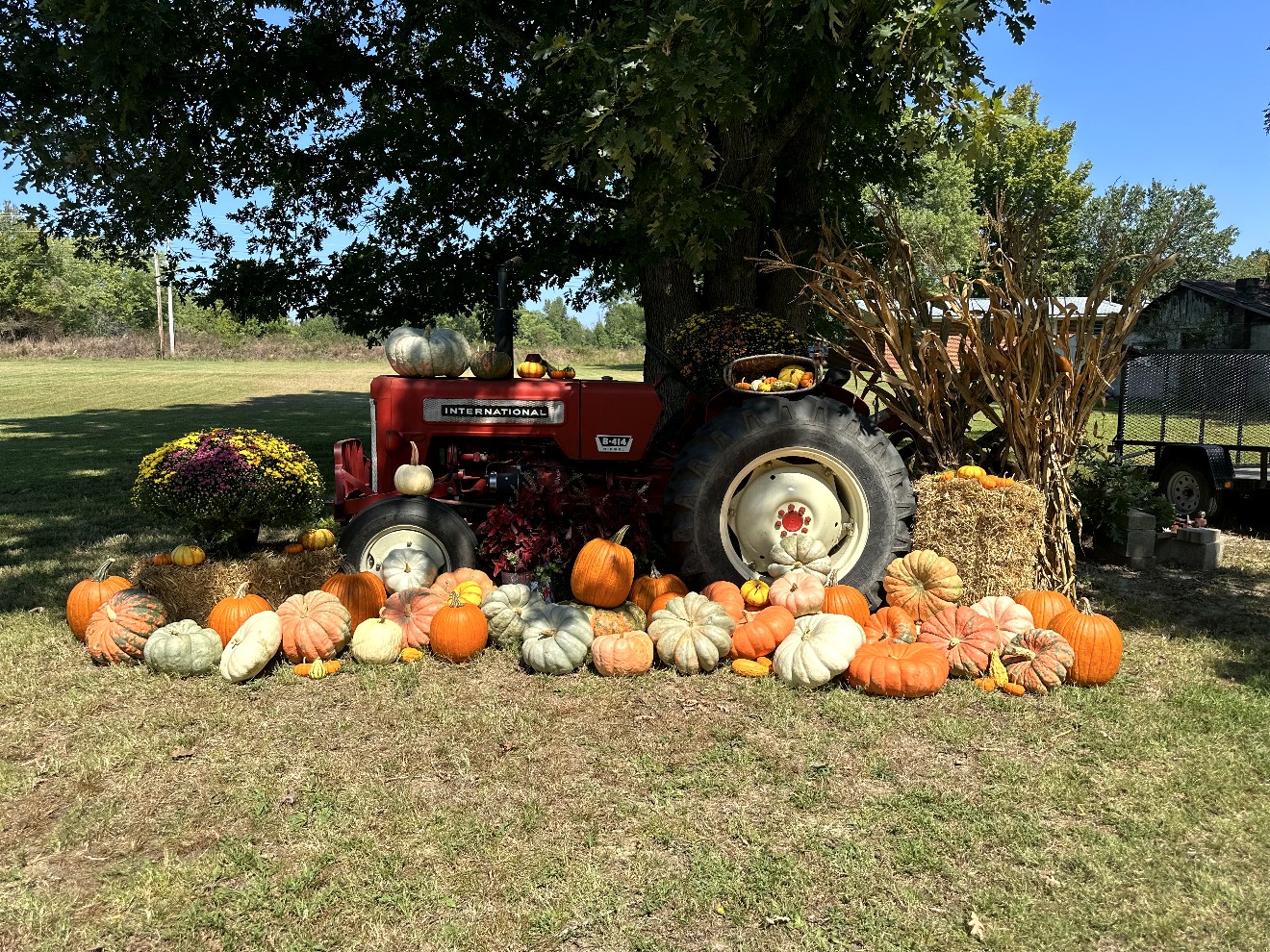 Tractor display with pumpkins, hay, and corn stalks